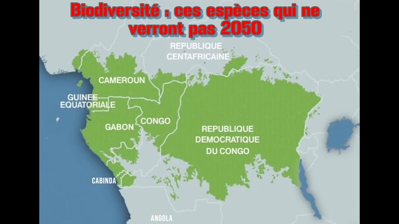 Biodiversité, ces espèces qui ne verront pas 2050  Focus sur des animaux sur le point de l'être 4K