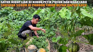 SAYURAN HIDUP LIAR DI KEBUN PETIK PUCUK & BUAH LABU DI BUAT SAYUR SANTAN | SUASANA SUBUH DI KEBUN