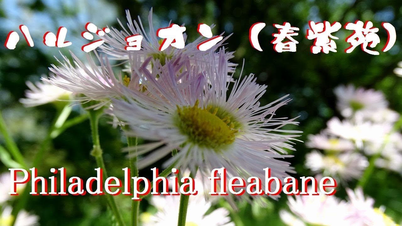 貧乏草 ハルジオン 春紫苑 Philadelphia Fleabane Youtube
