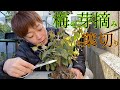 【2021】梅の芽摘みと葉切り