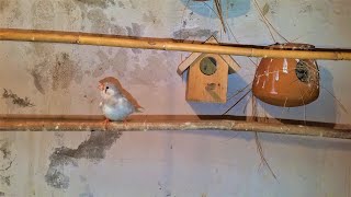 Heating for Bird Cages | Heating for Birds | Bird Care at Home