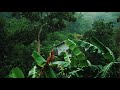 Rainforest sounds  with thunder rain and birds sounds for sleep study and meditation