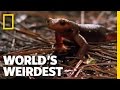 Swallowed Newt Escapes Death | World's Weirdest