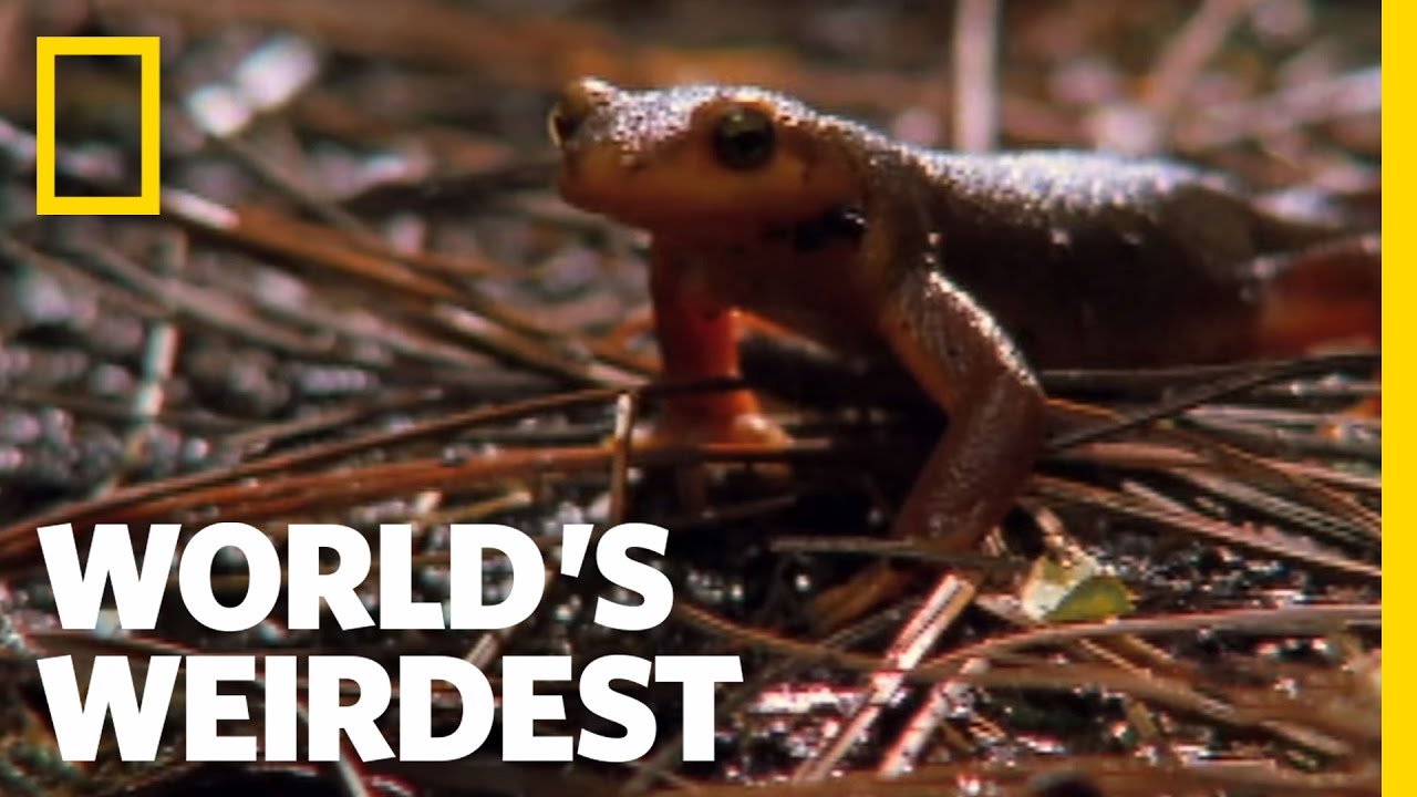 World's weirdest. Mango the Newt. Unusual Mango the Newt.