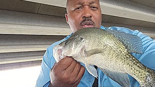 Big Crappies Using The Temu 1 Inch Swim Bait 💯 screenshot 3