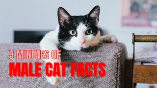 Just 3 MINUTES OF MALE CAT FACTS