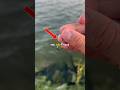 Catching a fish only using a bare hook