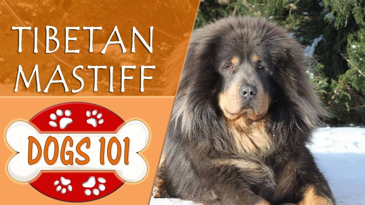 Dogs 101 - TIBETAN MASTIFF - Top Dog 