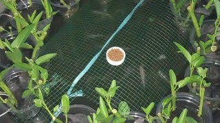 Cara Memberi Pakan Ikan Lele Di Budikdamber  Aquaponik Sederhana