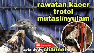 CARA MERAWAT KACER TROTOL MUTASI/NYULAM|| di umur berapa bulan kacer trotol mutasi/nyulam(mabung)?