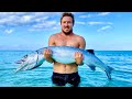 How Big Can This Fish Grow - Gigantic Barracuda Off The Beach
