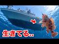 船から釣った魚をペットにしたい...!!