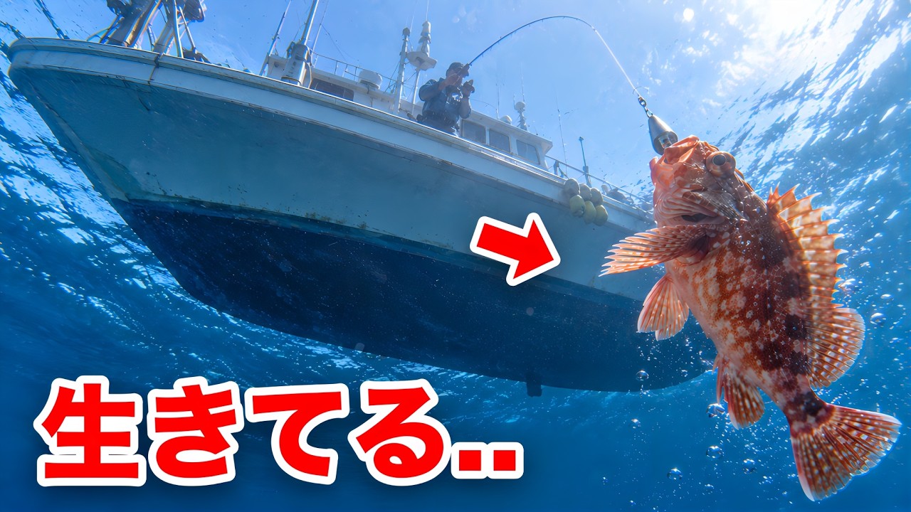 船から釣った魚をペットにしたい...!!