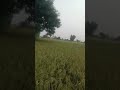 kisan ki mehnat ek din rang lati hai neta hamare liye kya kar sakti hai ek time ki roti
