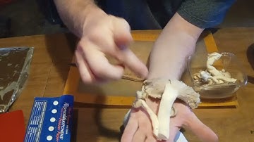 Mushroom cultivation in the kitchen: producing cardboard spawn