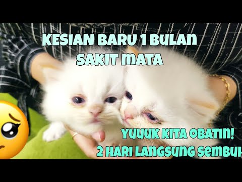 Video: Penyakit Mata Pada Kucing: Exophthalmos, Enophthalmos Dan Strabismus