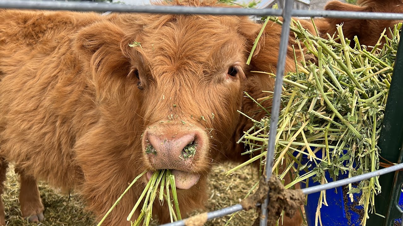 Fluffy Highland Cows Eating Food ASMR YouTube