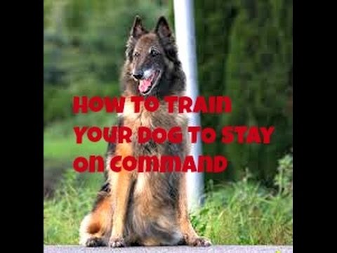Dog Training Basics How To Train Your Dog To Stay On Command - YouTube
