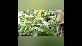Short little Scrogging Demo