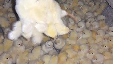 I was born in a bowl - Automatic chicken incubator #All_Animals_video|| #Raheel_khan