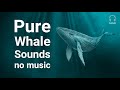 Stress relief relaxing meditation whale sounds no music for deep sleep