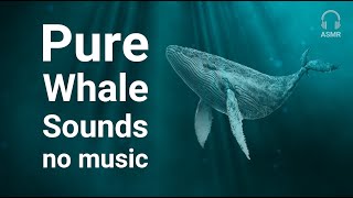 Stress Relief Relaxing Meditation Whale Sounds [NO MUSIC] for deep sleep screenshot 4