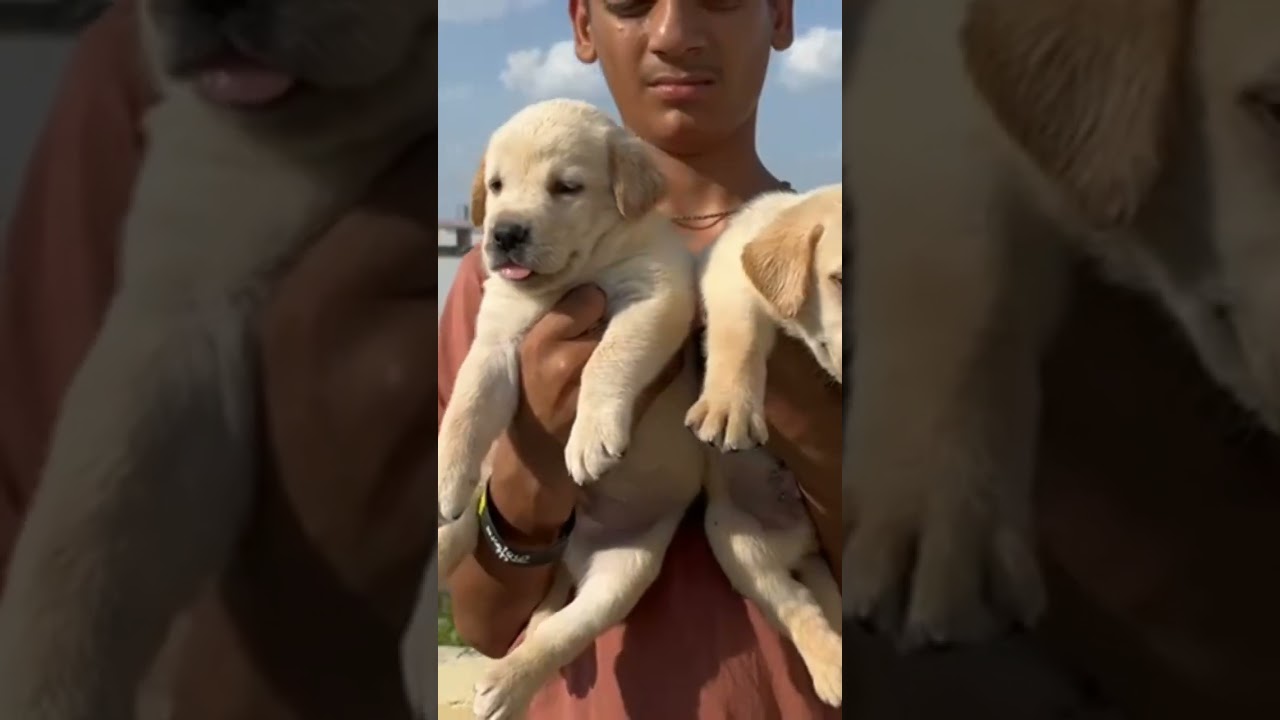 Labrador Puppy sale in Jaipur, Rajasthan & all India delivery 📞