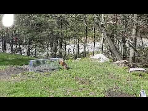 Vidéo: Répulsif pour marmottes : comment se débarrasser des marmottes