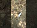 kitty play #short #video