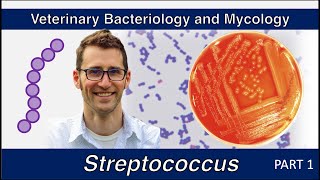 Streptococcus (Part 1) - Veterinary Bacteriology and Mycology