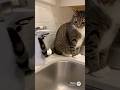 Cat Accidentally Soap-Triggered by His Own Tail😻😻😻 #catsoftiktok #cute #viral #fyp #cat