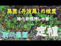 黒豆（丹波黒）の枝豆　定植準備・定植　目指せ100品目　邑南町　駒川農園　21.6.29