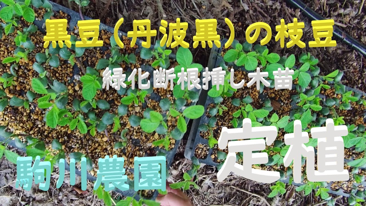 黒豆（丹波黒）の枝豆　定植準備・定植　目指せ100品目　邑南町　駒川農園　21.6.29