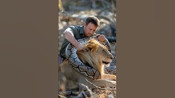 The man is trying to remove the PYTHON from the LION#animals