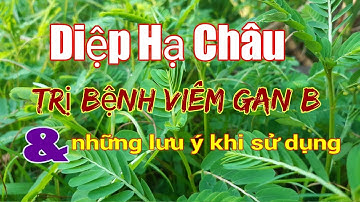 Công dụng của Diệp hạ châu| cây c.h.ó đ.ẻ| Hằng Lê HG85