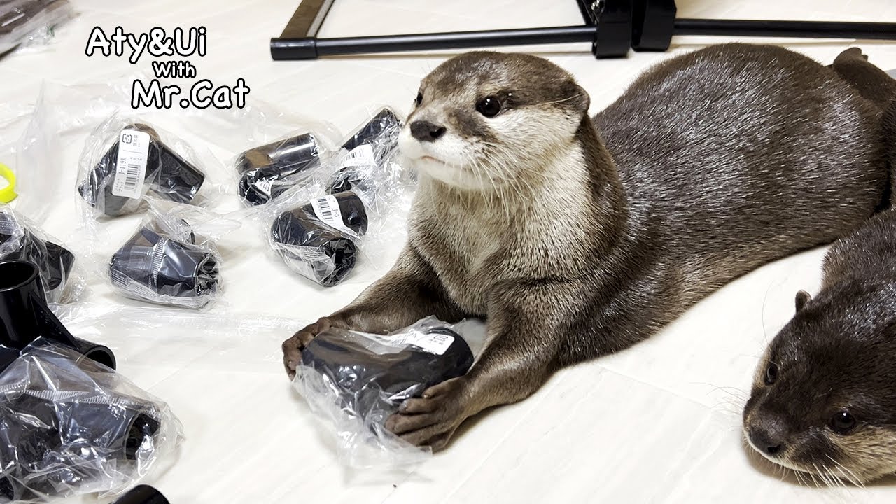 Выдра с гордостью помогает мне, когда я начинаю мастерить. [Жизнь Выдры- День 739]