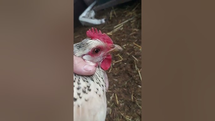 Анжалика Джалимен жыныстық қатынас Орыс порно онлайн 50 жыл