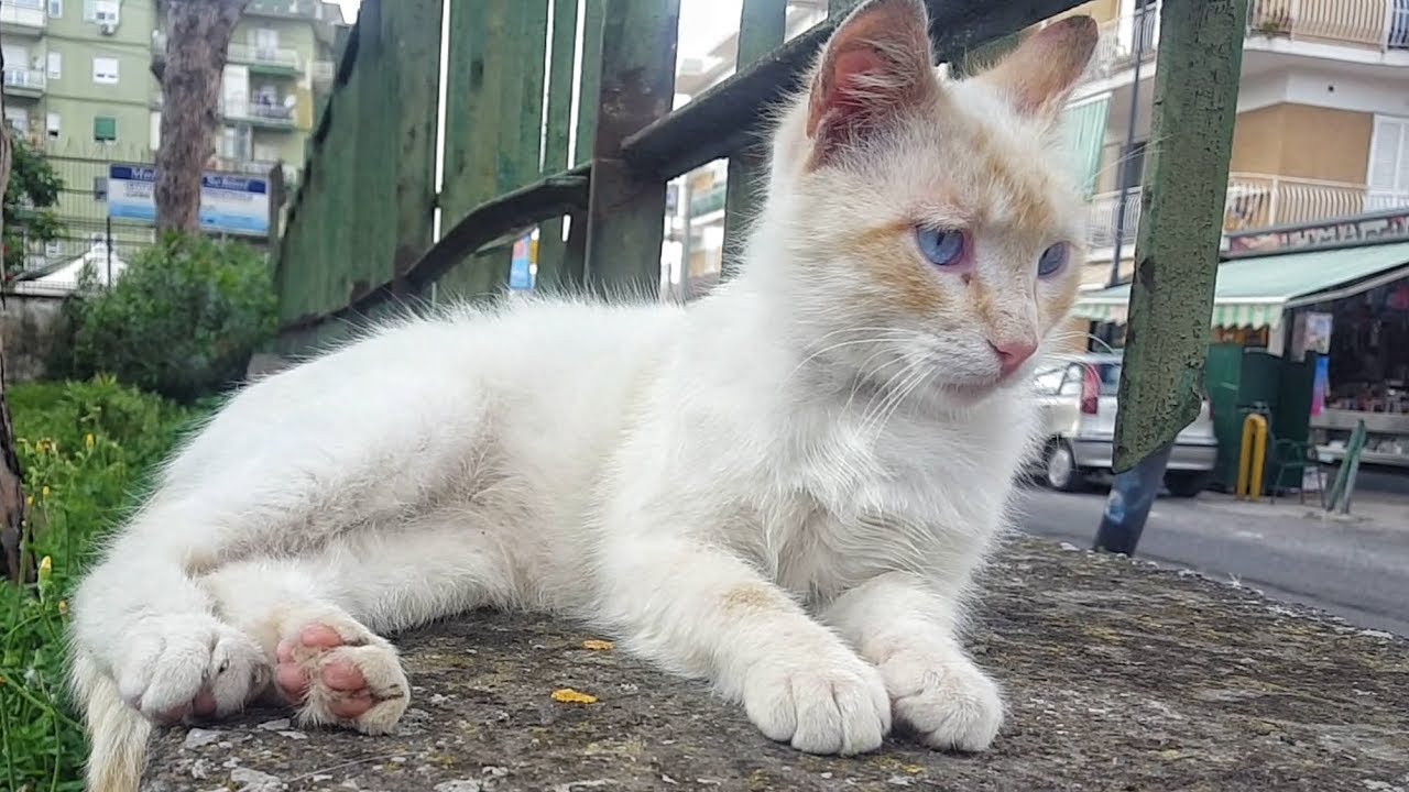 Il Gatto Più Bello Del Mondo 2021