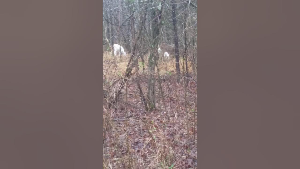 Twin Albino Deer Kentucky YouTube
