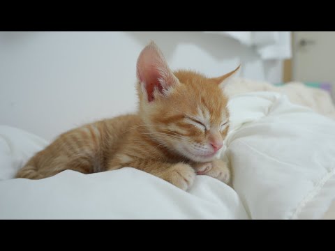 <strong>Baby</strong> Kitten Puts Its <strong>Hands</strong> Together and Sleeps on Me