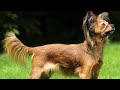 Russian Toy - small dog breed