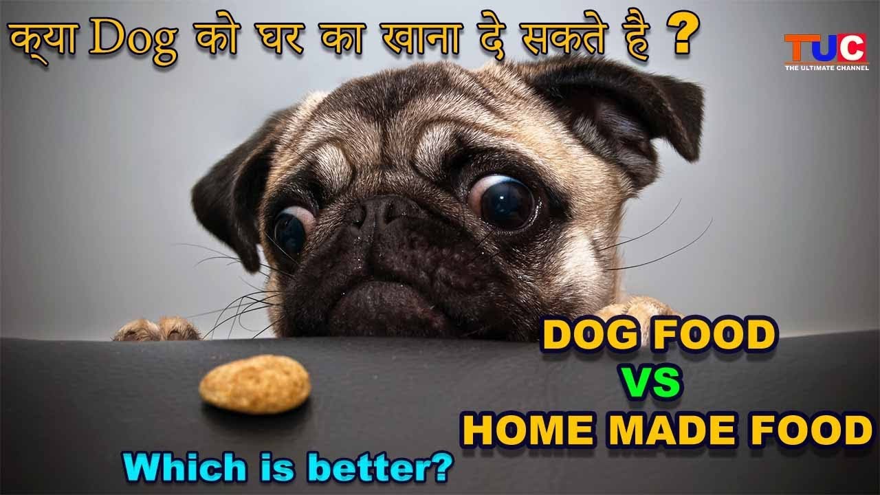 Dog Food VS Home Made Food Which Is Better? The Ultimate Channel YouTube