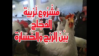 مشروع تربية الدجاج بين الربح والخسارة