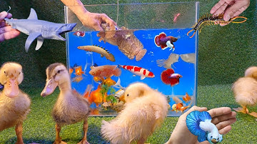 Tổng hợp các loại cá cảnh đẹp, video động vật dễ thương, vịt, cá mao ếch khổng lồ, cá vàng, cá betta