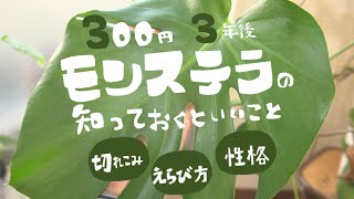 【観葉植物】モンステラ知っておくといいこと,注意点(300円3年後）