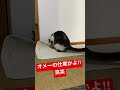 最近やたらとカーペットを固定しているピンが抜けて転がってるので不思議に思ってたらグリの仕業だった・・・