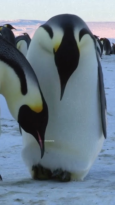 How Do Penguins Keep Their Eggs Warm - YouTube