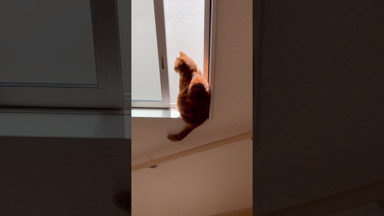 日向ぼっこにゃ😽☀️ #cat #猫動画 #cute #アメショ - YouTube