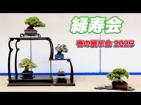 norichan　盆栽7点 norichan 盆栽7点 norichan 盆栽7点 Hokkaido Bonsai ! - YouTube