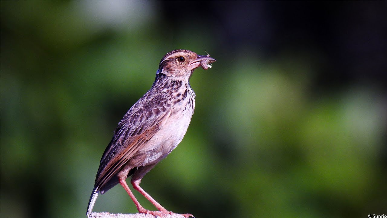 Chim Sơn Ca Có Tiếng Rít Lạ Tha Mồi Tìm Con (Indochinese Bushlark ...